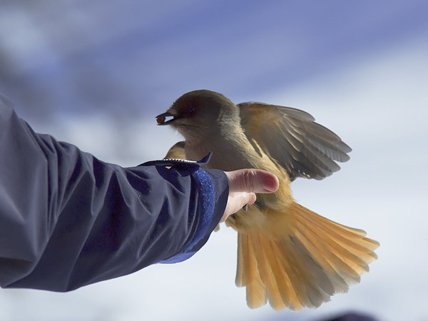 Kuukkeli, Siberian Jay, Perisoreus infaustus